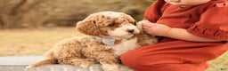 Mini Goldendoodle dogs for sale: Asher - Ad 4