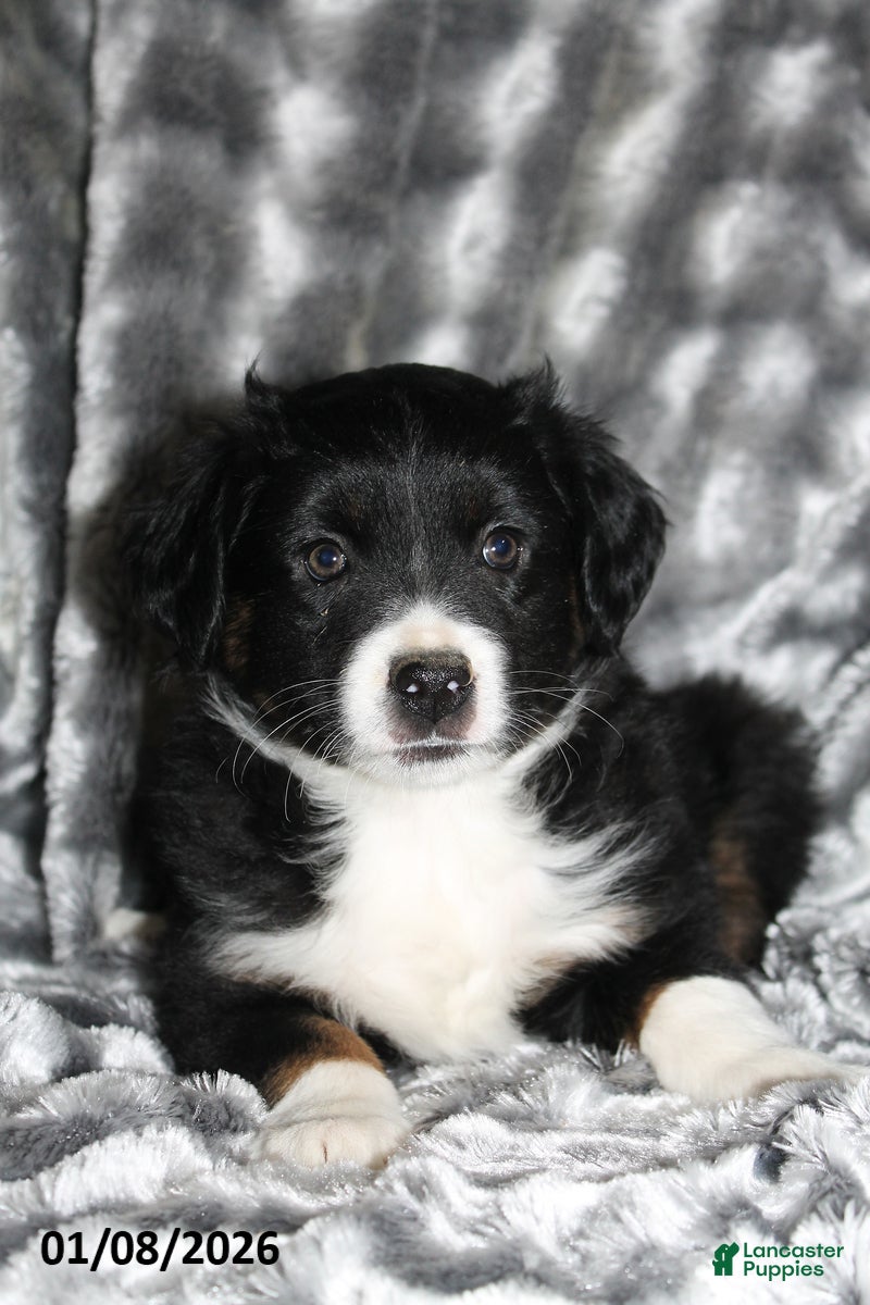 Miniature Australian Shepherd dogs Buster - Ad 32