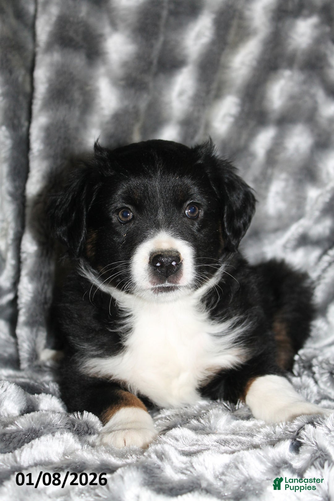 Miniature Australian Shepherd dogs for sale: Buster - Ad 1