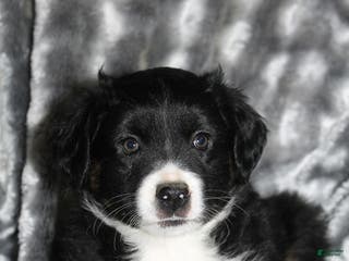 Miniature Australian Shepherd dogs Buster - Ad 32