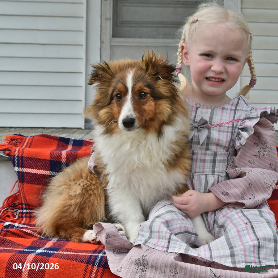 Shetland Sheepdog dogs Candy Cane - Ad 1