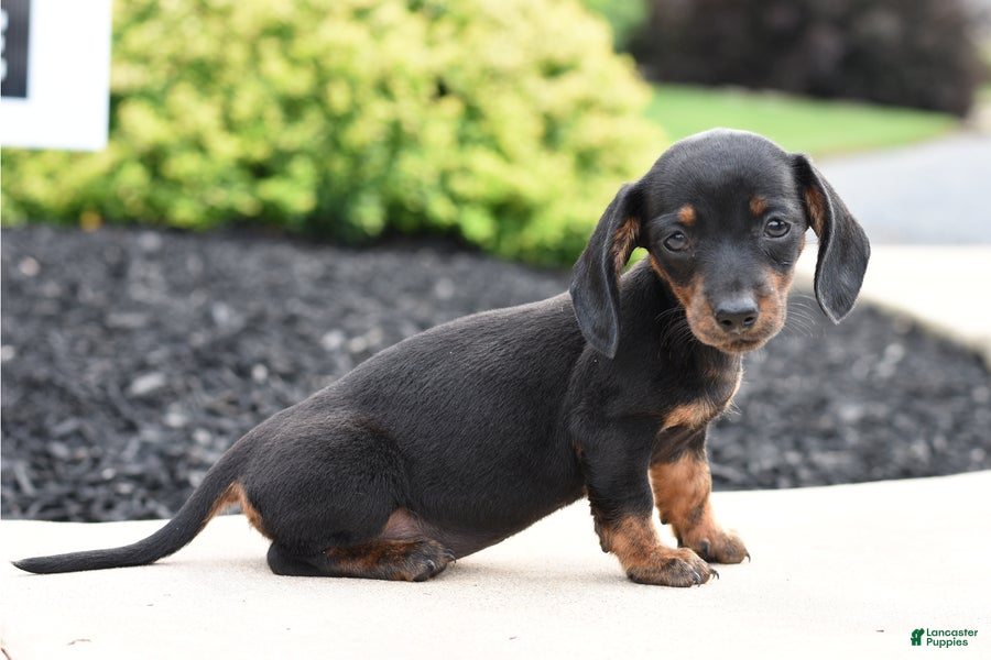 Miniature Dachshund dogs Yara - Ad 2