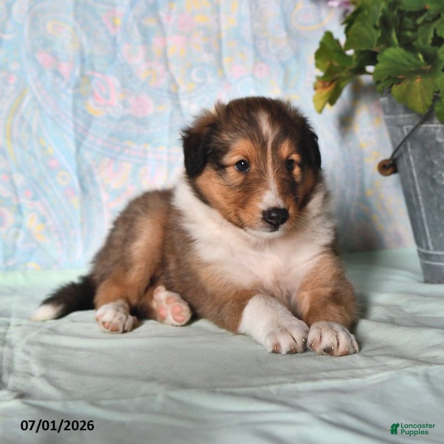 Shetland Sheepdog dogs Smokey - Ad 1