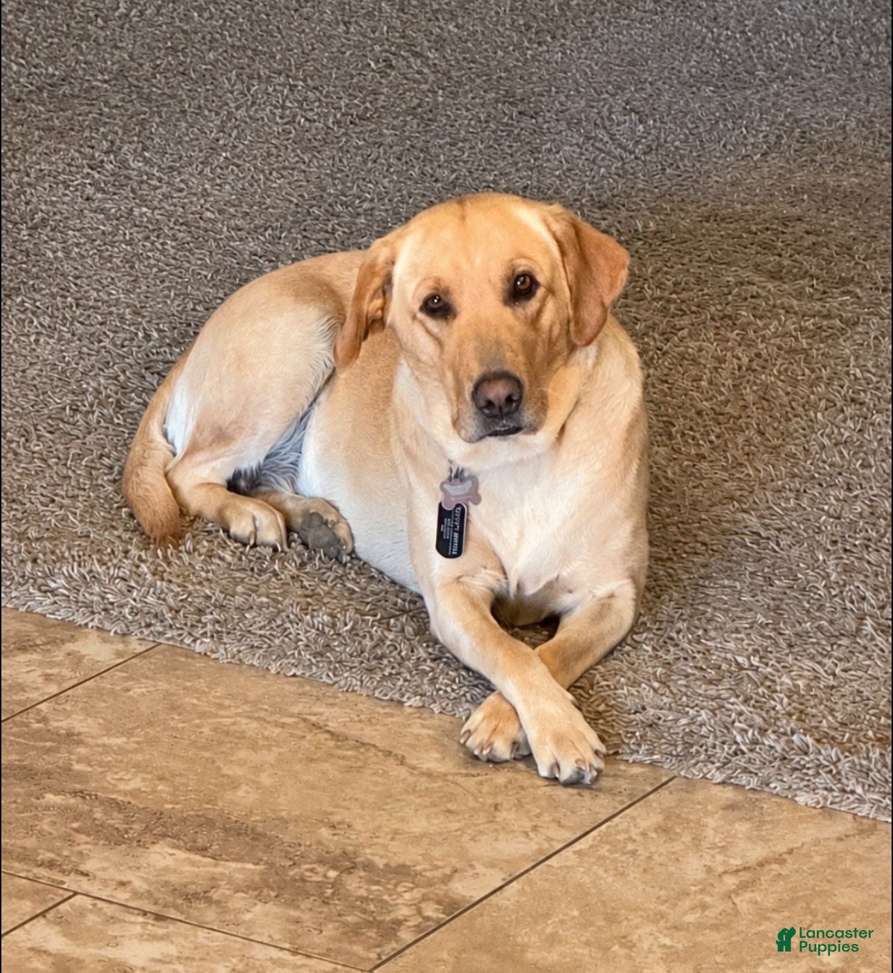 Labrador Retriever dogs Labrador Retriever 6 - Ad 2