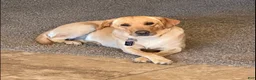 Labrador Retriever dogs for sale: Labrador Retriever 2 - Ad 2