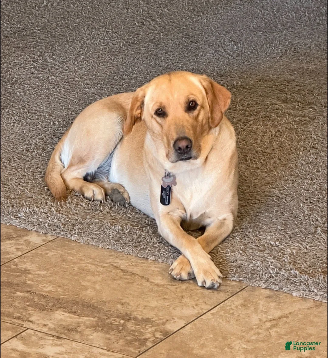 Labrador Retriever dogs for sale: Labrador Retriever 2 - Ad 2