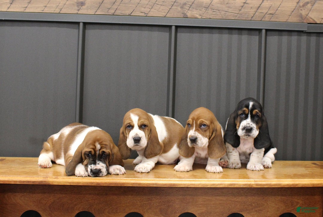 Basset Hound dogs for sale: Carly - Ad 7