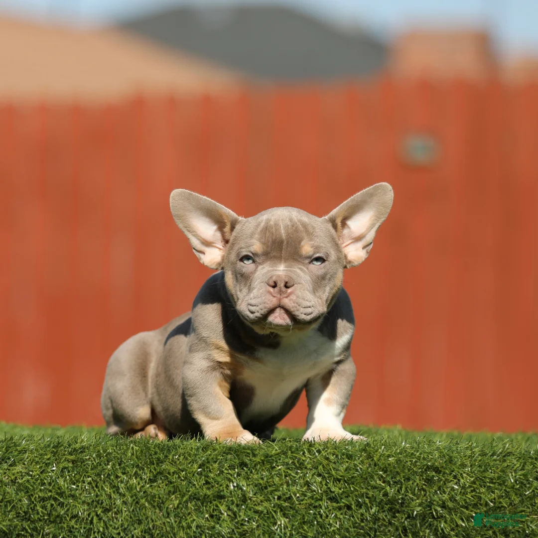 American Bully dogs for sale: American Bully Puppy 1 - Ad 2