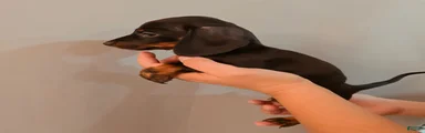 Miniature Dachshund Puppy 4