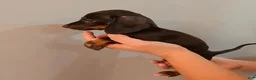 Miniature Dachshund dogs for sale: Miniature Dachshund Puppy 4 - Ad 1
