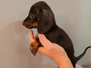 Miniature Dachshund dogs for sale: Miniature Dachshund Puppy 4 - Ad 4