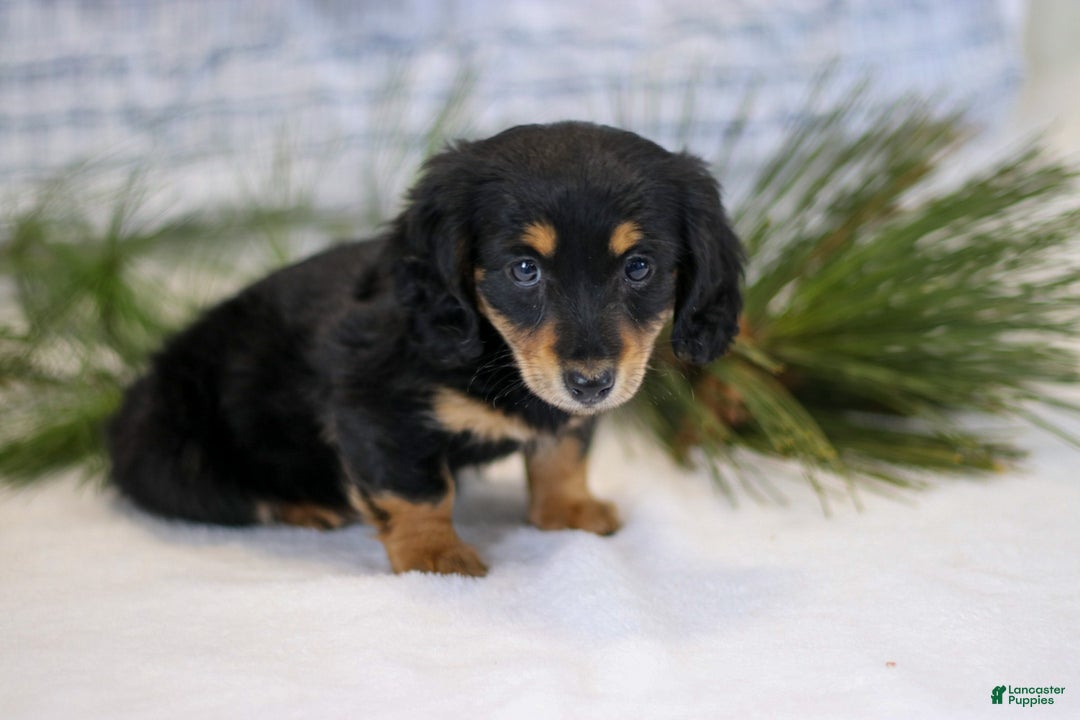 Miniature Dachshund dogs for sale: Angel - Ad 3