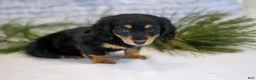 Miniature Dachshund dogs for sale: Angel - Ad 6