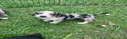 Mixed Breed dogs for sale: Female #1 - Ad 1