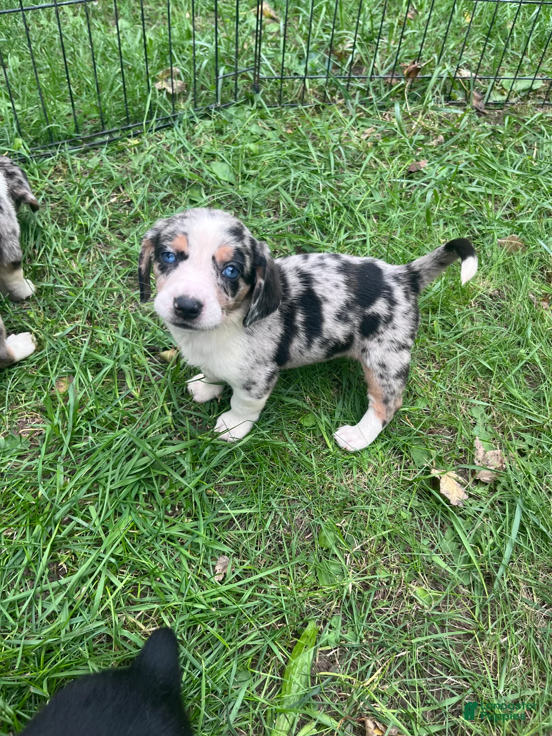 Mixed Breed dogs for sale: Female #1 - Ad 1