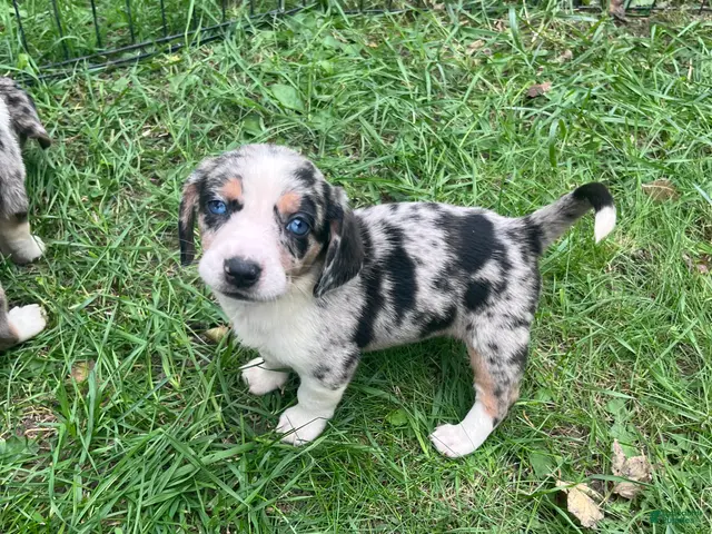 Mixed Breed dogs Female #1 - Ad 33