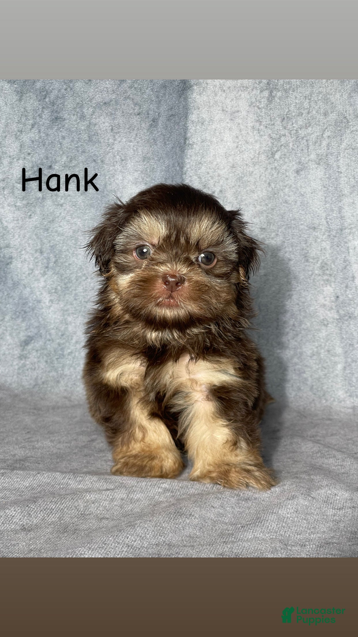 Shih Tzu dogs for sale: Hank - Ad 3