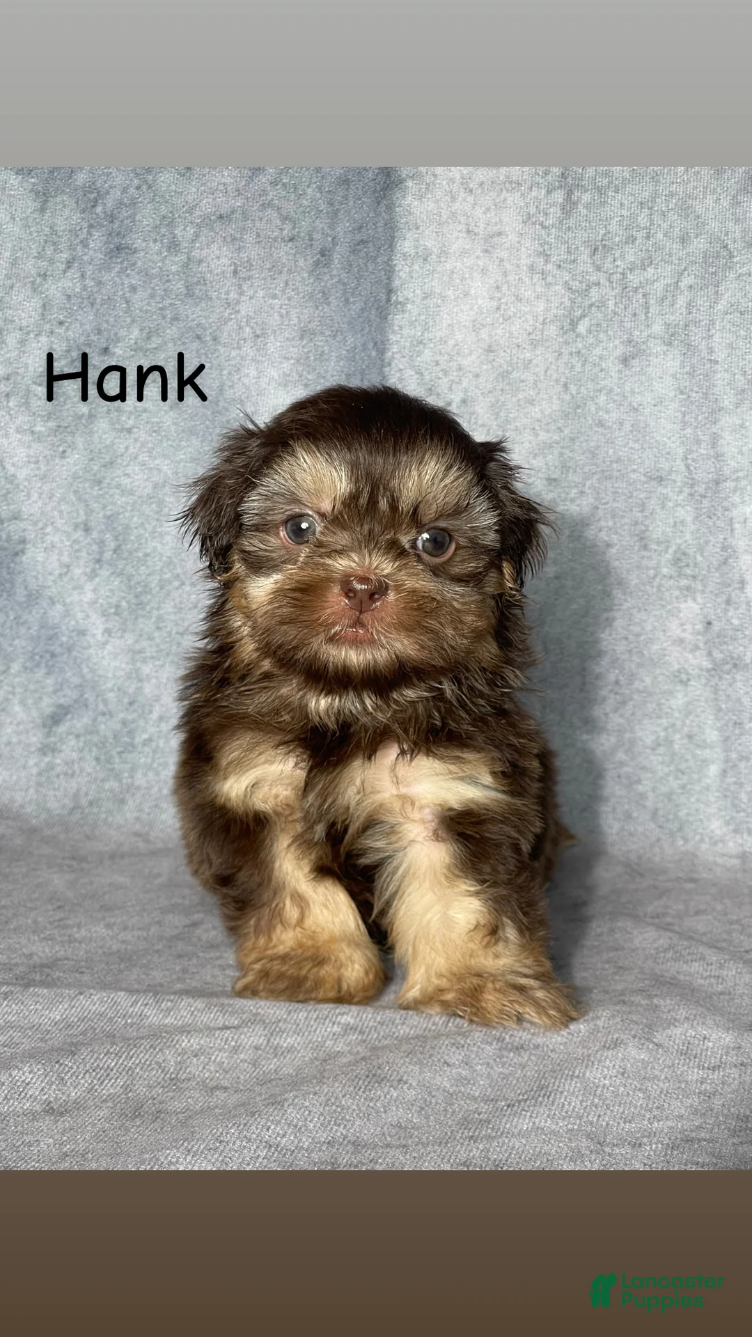 Shih Tzu dogs for sale: Hank - Ad 1