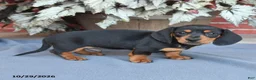 Miniature Dachshund dogs for sale: Brownie - Ad 4