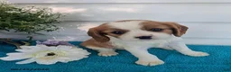 Cavalier King Charles Spaniel dogs for sale: Loren - Ad 1