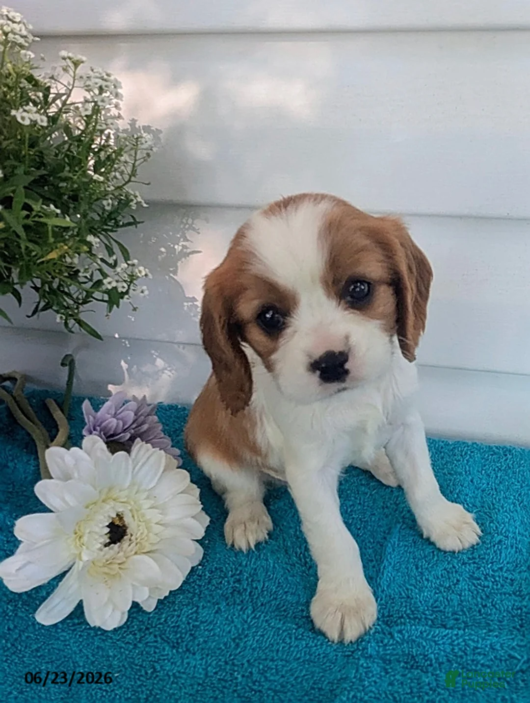 Cavalier King Charles Spaniel dogs for sale: Loren - Ad 1