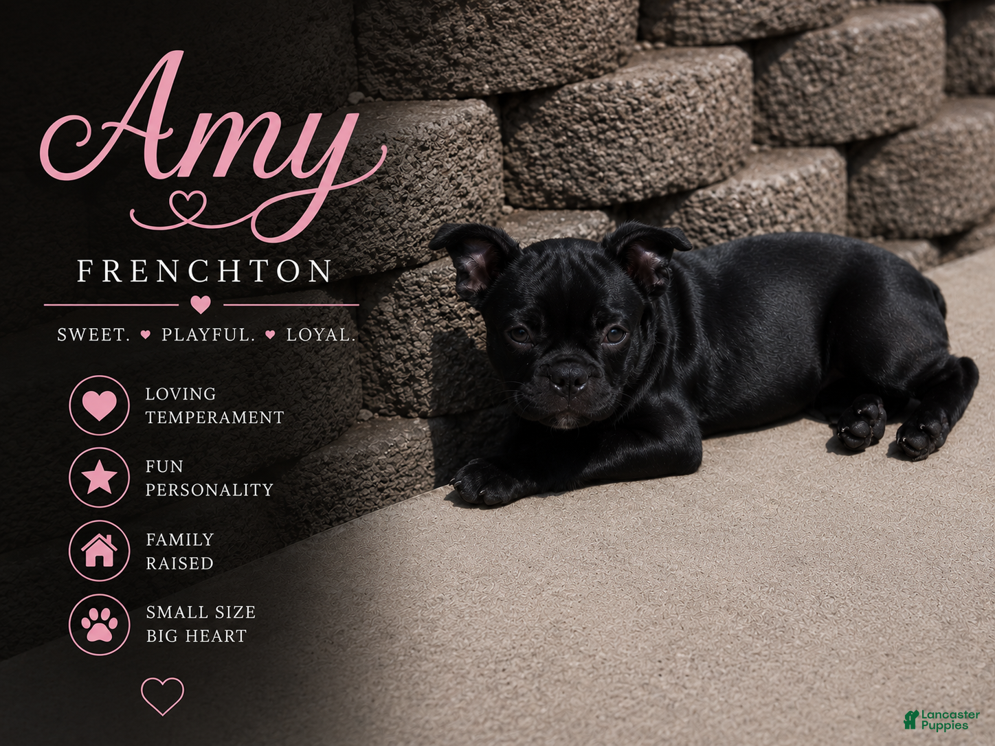 Frenchton dogs Amy - Ad 1
