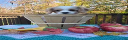 Cavachon dogs for sale: Brownie - Ad 2