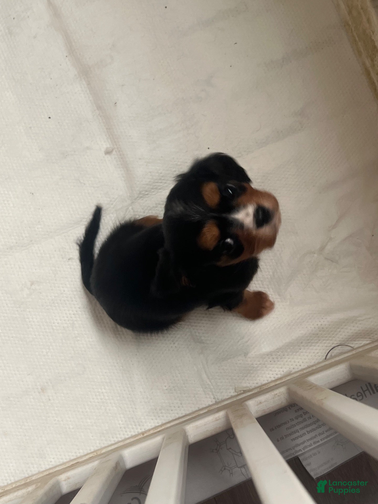 Cavalier King Charles Spaniel dogs Cavalier King Charles Spaniel 2 - Ad 23