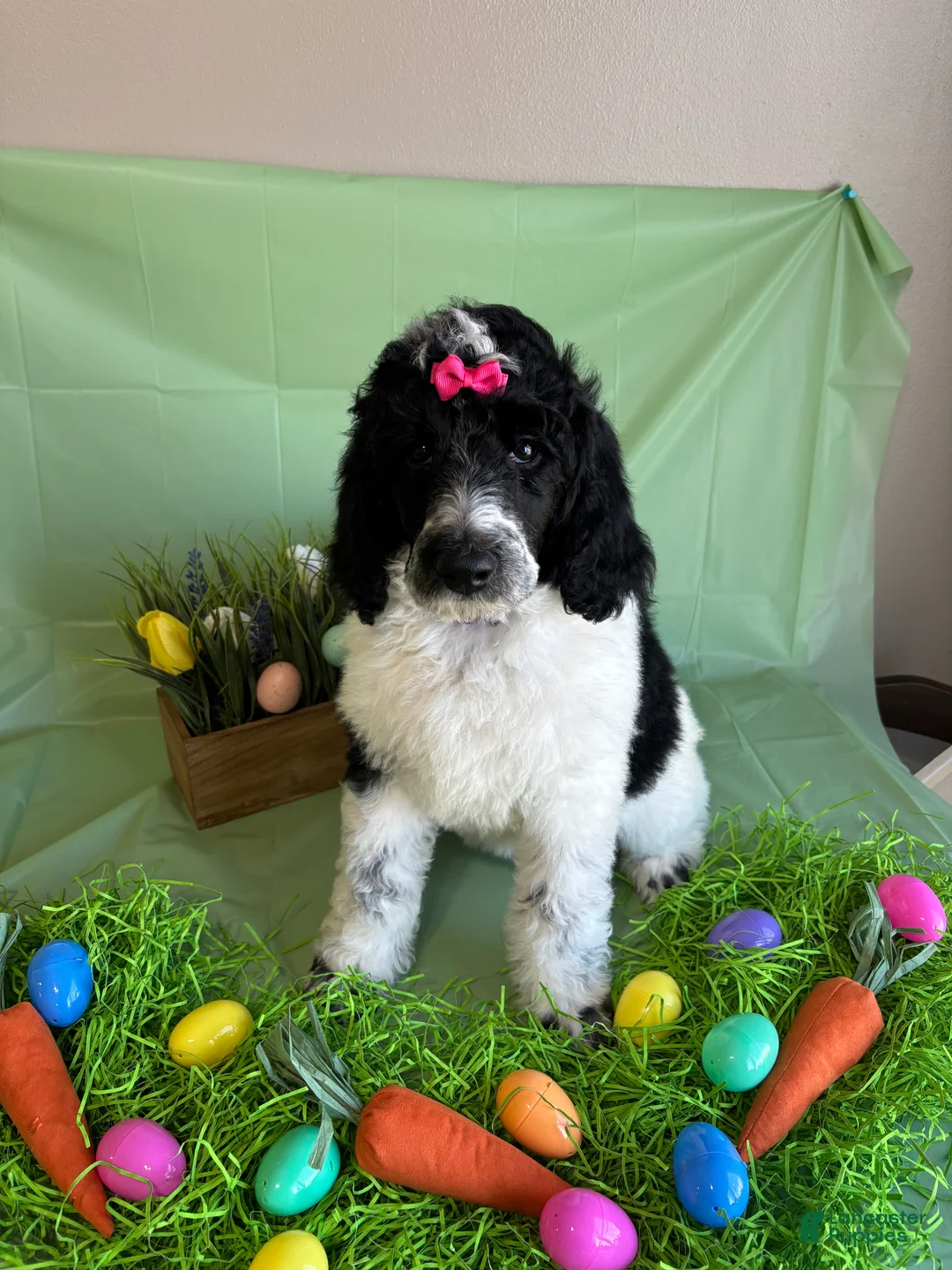 Standard Poodle dogs for sale: Ellie - Ad 1