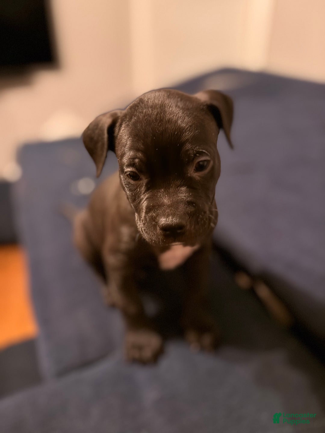 Mixed Breed dogs for sale: Pup Orange - Ad 13