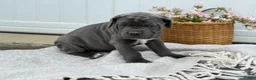 Cane Corso dogs for sale: Bella - Ad 9