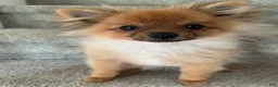 Pomeranian dogs for stud: STUD FOR USE - Ad 10