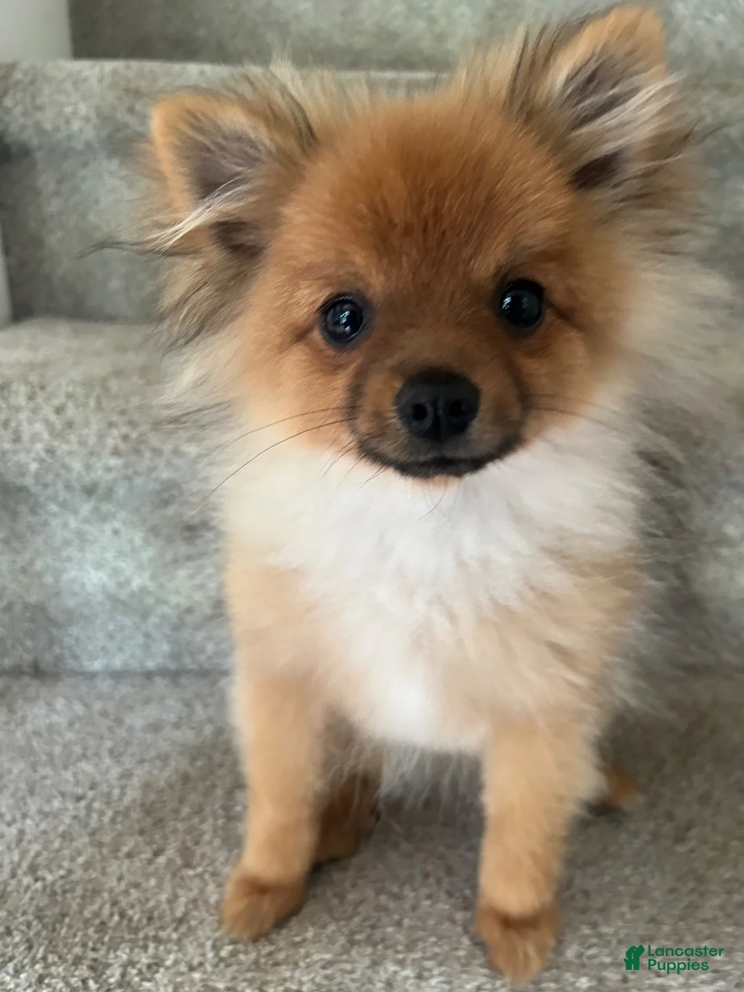 Pomeranian dogs for stud: STUD FOR USE - Ad 10