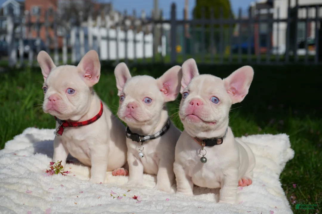 French Bulldog dogs for sale: Dereck🦖 - Ad 2