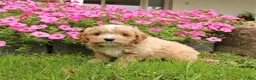 Cavapoochon dogs for sale: Max - Ad 1