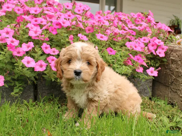 Cavapoochon dogs for sale: Max - Ad 1