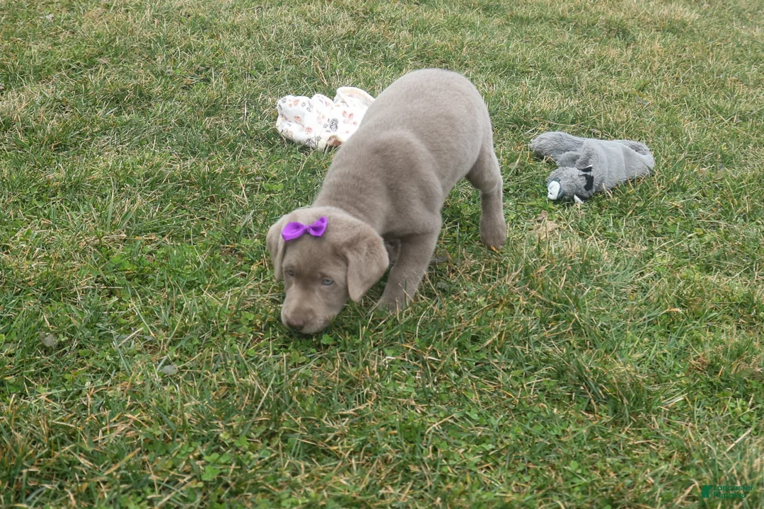 Labrador Retriever dogs for sale: KATHY - Ad 2