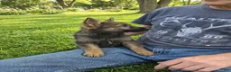 German Shepherd dogs for sale: German Shepherd 1 - Ad 1