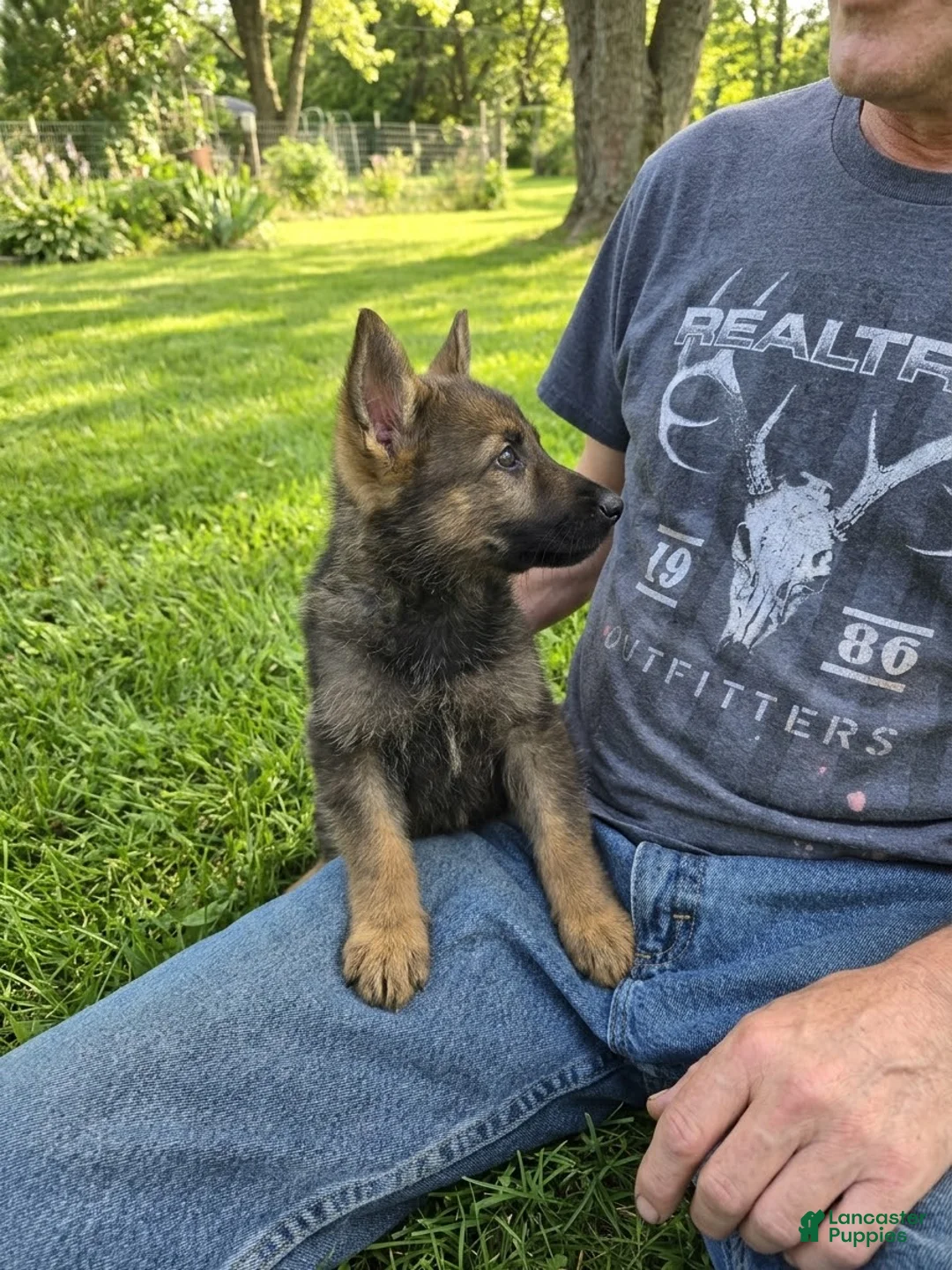 German Shepherd dogs for sale: German Shepherd 1 - Ad 1