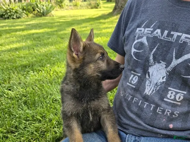 German Shepherd dogs for sale: German Shepherd 1 - Ad 1