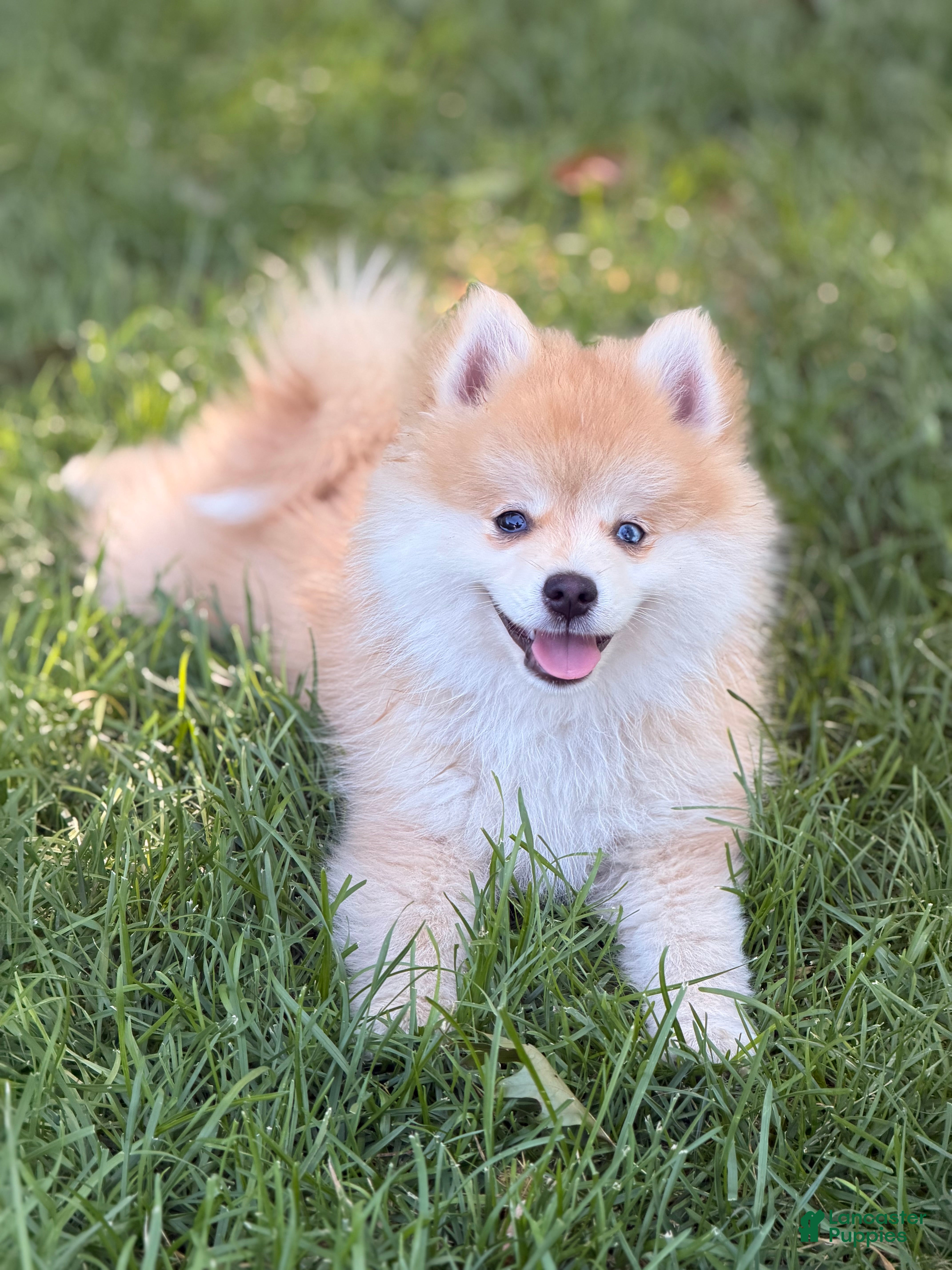 Pomsky dogs Remy - Ad 1