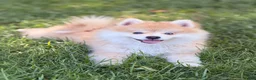 Pomsky dogs for sale: Remy - Ad 1