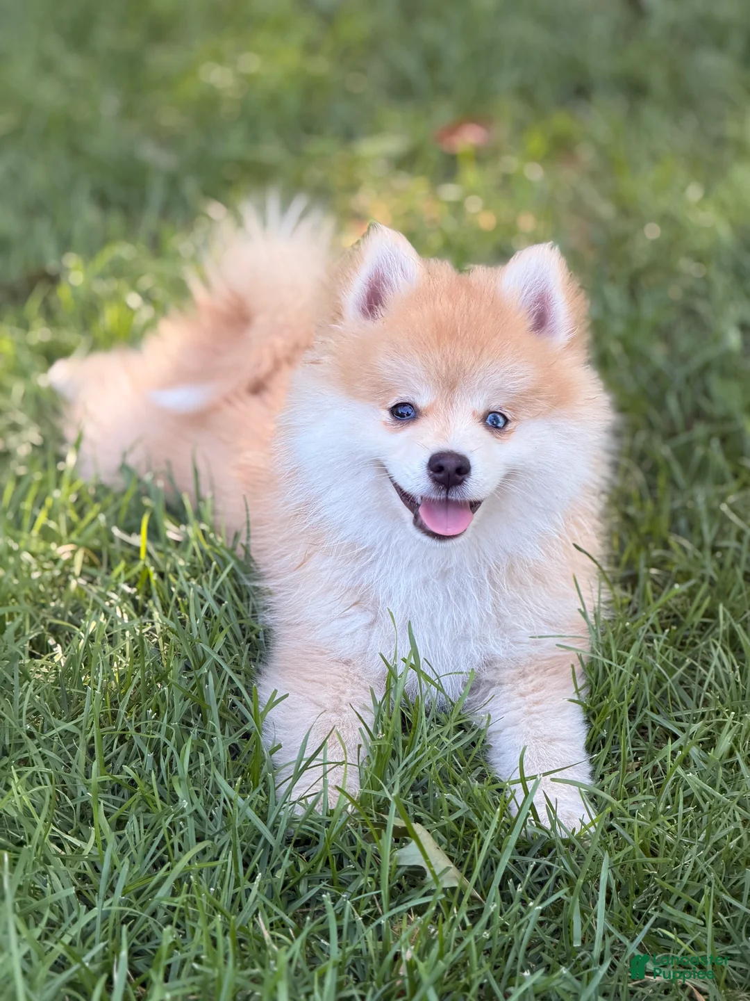 Pomsky dogs for sale: Remy - Ad 1