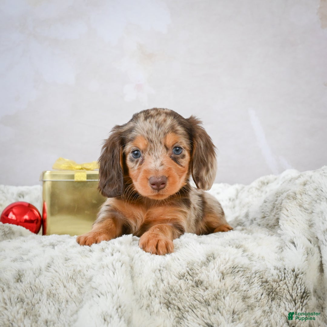 Miniature Dachshund dogs for sale: Snowflake - Ad 8