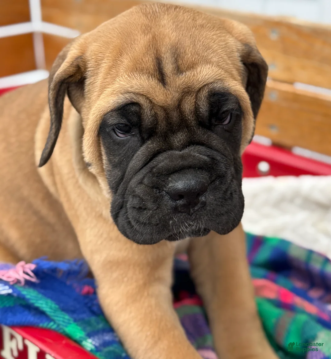 Cane Corso dogs for sale: Audrey - Ad 16