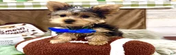 Yorkshire Terrier dogs for sale: Snickers - Ad 17