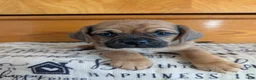 Puggle dogs for sale: Kenzie  - Ad 15
