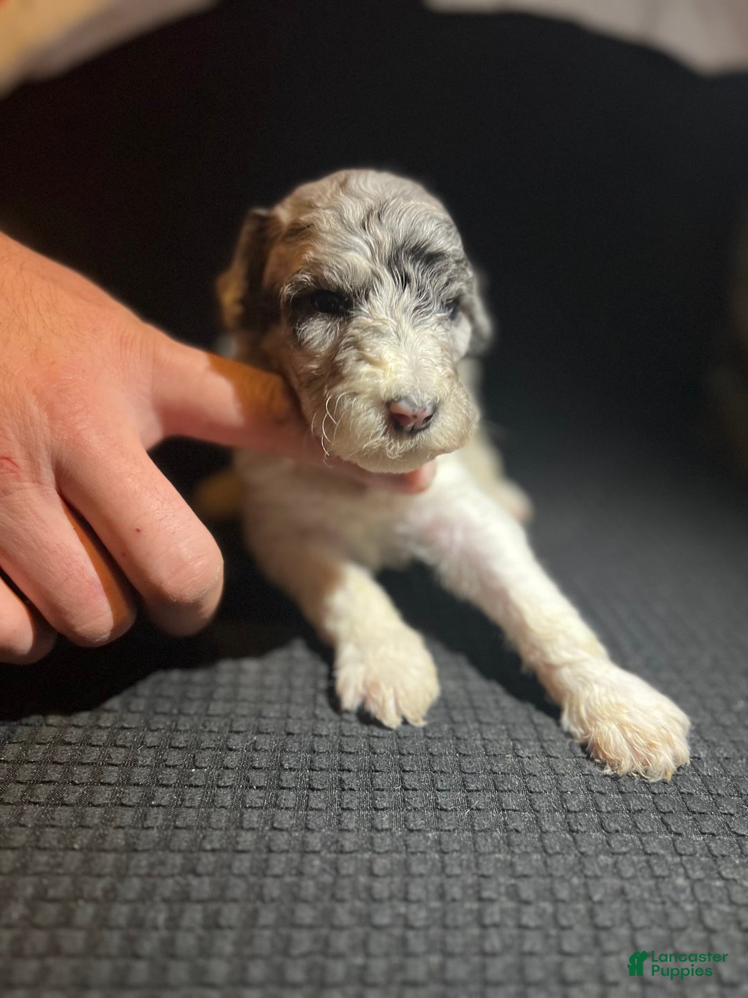 Standard Poodle dogs for sale: Standard Poodle Puppy 8 - Ad 8