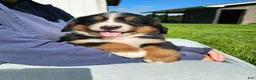 Bernese Mountain Dog dogs for sale: Chase  - Ad 4