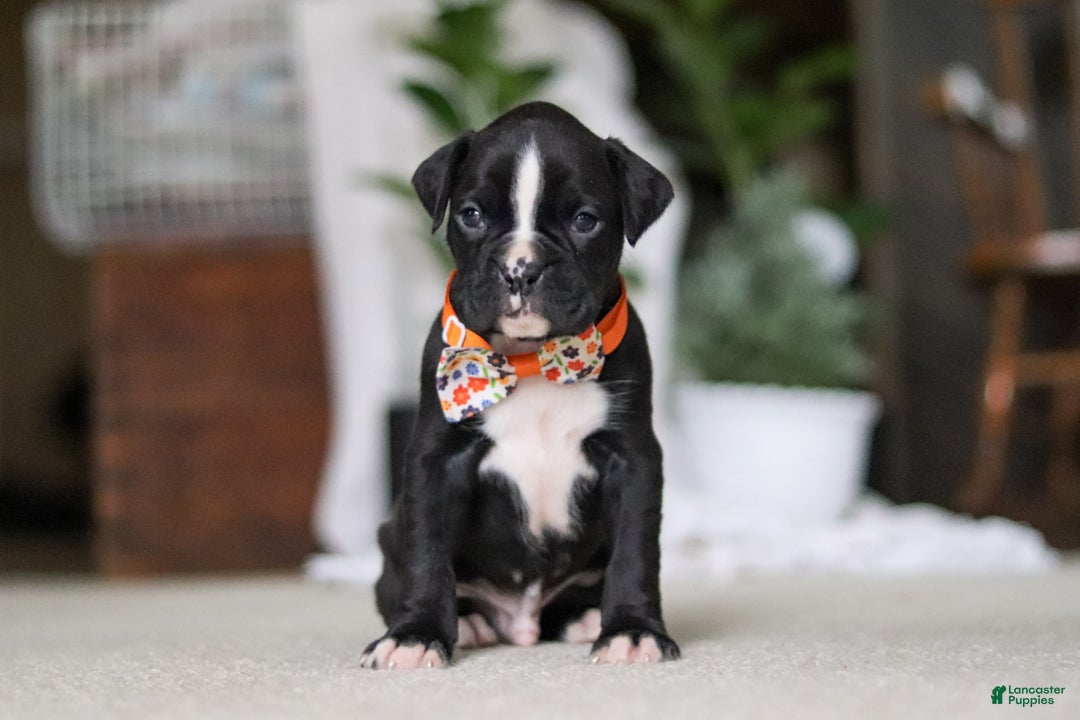 Boxer dogs for sale: Axel - Ad 2